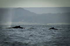 Observation des baleines