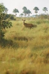 Cerf des marais