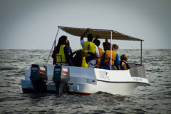 Observation des baleines