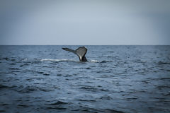 Observation des baleines