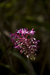 Orchide en Route pour Choquequirao