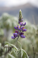 Orchide en Route pour Choquequirao