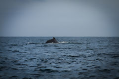 Observation des baleines