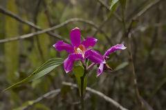 Orchide en Route pour Choquequirao