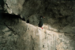 Cormoran aux pattes rouges ou chuita, Paracas