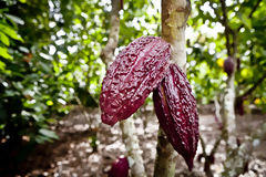 Fruits de cacao