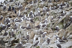 Fous pruviens dans la rserve nationale de Paracas