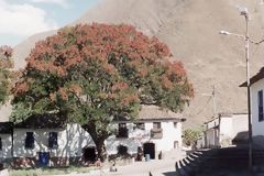 Arbre de pisonay, Andahuaylas