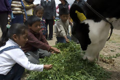 Foire agricole