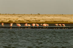 Flamants roses