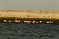 Flamants roses