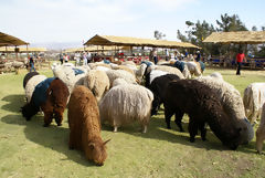 Exposition d'alpagas