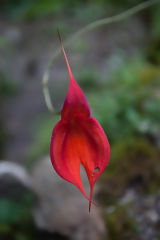 Orchide Masdevallia Veitchiana