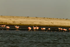 Flamants roses