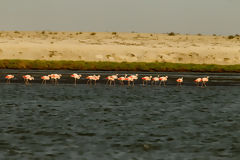 Flamants roses