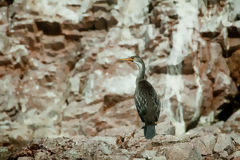 Cormoran aux pattes rouges