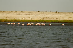 Flamants roses