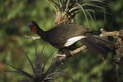 Pava aliblanca, oiseau originaire de la fort sche de Lambayeque