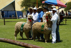 Exposition d'alpagas