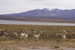 Alpagas au lac de Lariscota