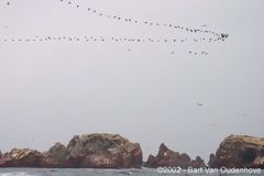 Paracas