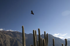 Canyon de Colca