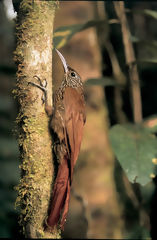 Grimpereau montagnard  Huamanpata