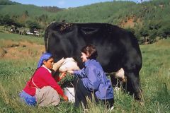 Ferme Porcn, Cajamarca