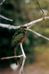 Jacamar  Bec Jaune dans l'Alto Nanay