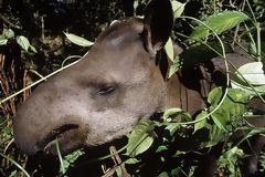 Tapir