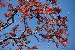 Arbre dans la Ceja de Selva