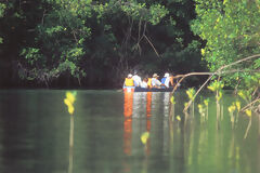 Touriste dans le mangrove El Bendito