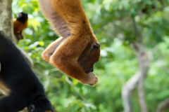 Singe hurleur rouge