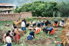 Travail dans le verger du Comit des Femmes, Huaylas