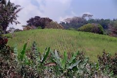 Plantations de cocales  Palma Pampa