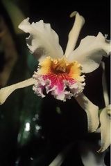 Orchide Catleya rex