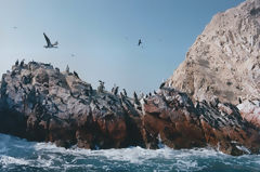 Iles Ballestas, Paracas