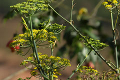 Fleurs sauvages