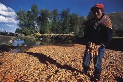 Rcolte de carottes dans la valle du Mantaro