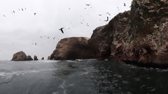 Iles Ballestas, Paracas