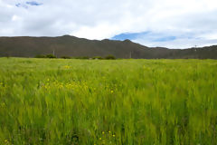 Champs d'orge dans le Colca