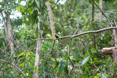 Jacamar  Oreille Blanche