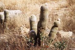 Cactus. Cordillre Blanche