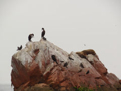 Iles Ballestas, Paracas