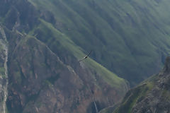 Condor au Colca