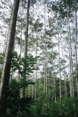 Plantation de marupa  Genaro Herrera