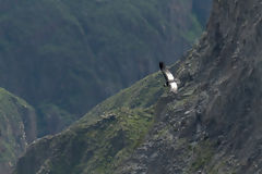 Condor au Colca