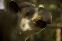 Tapir