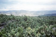 Culture de tunas, Ayacucho