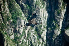 Condor andin